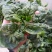 黑叶菠菜10~15厘米