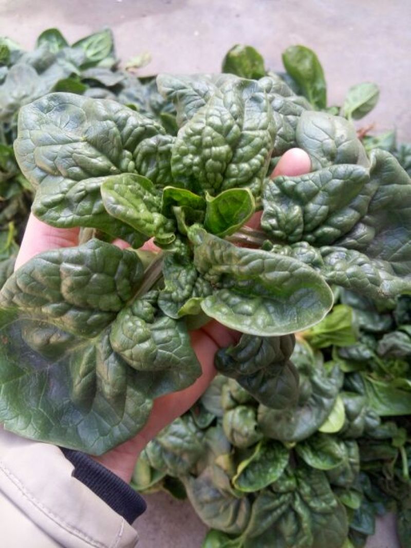 黑叶菠菜10~15厘米