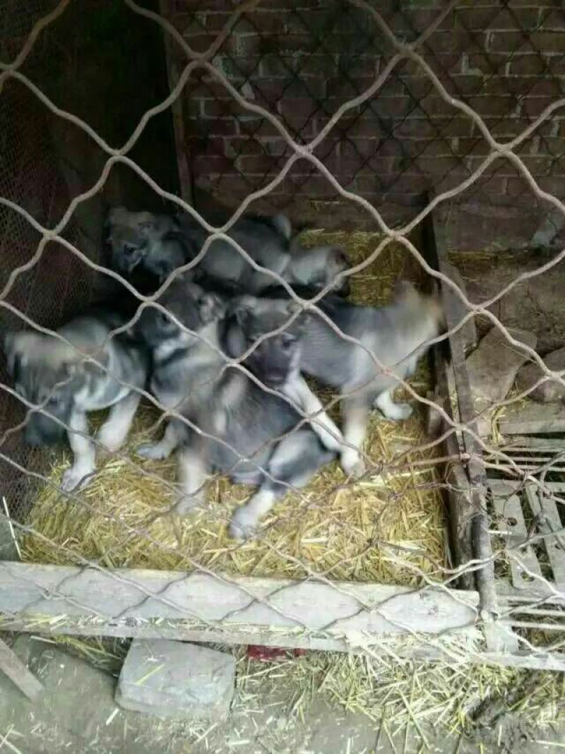 狼青犬公母任选狼青幼犬出售德牧幼犬任意挑选