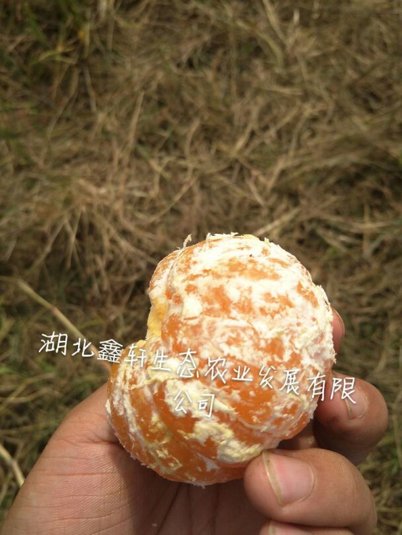 国庆蜜橘5~5.5cm