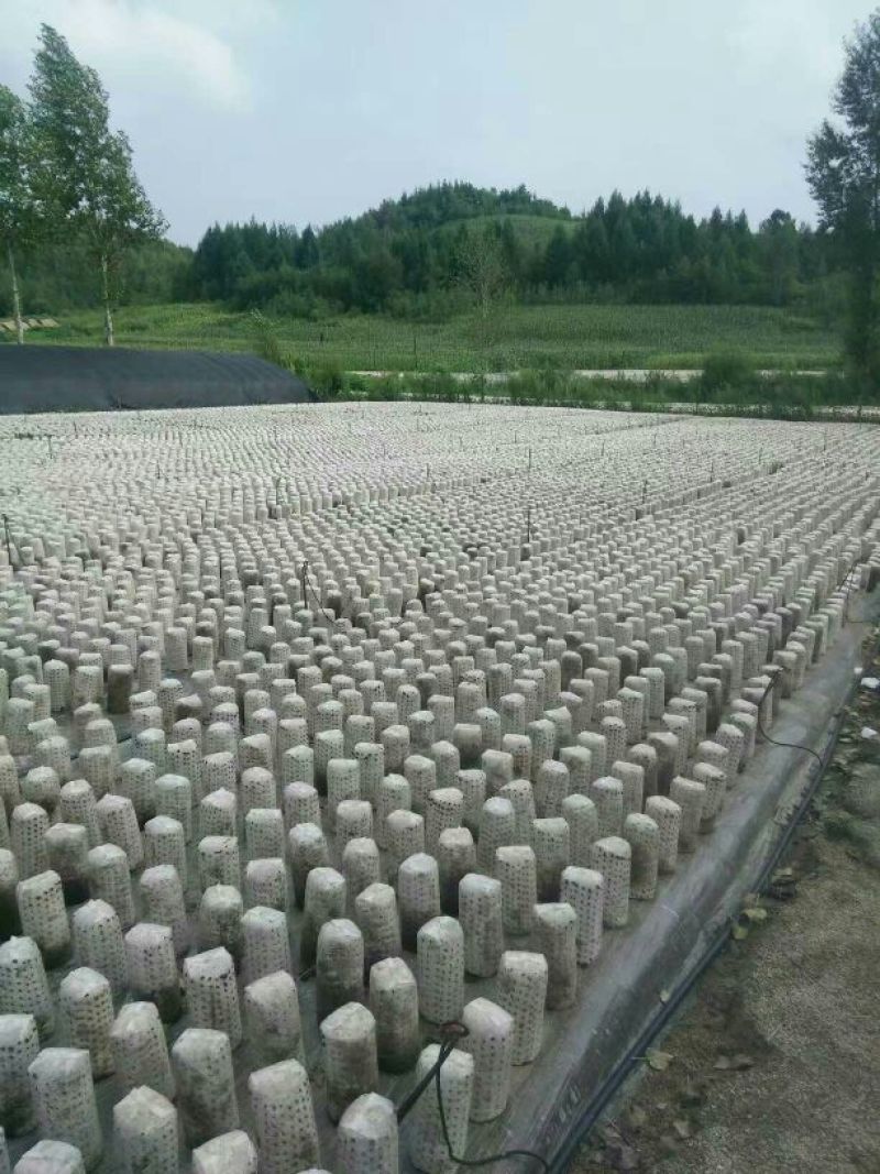 秋耳特级