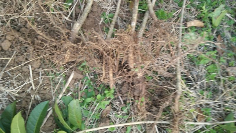 桂花苗120cm以上，地经1-3公分大量有货
