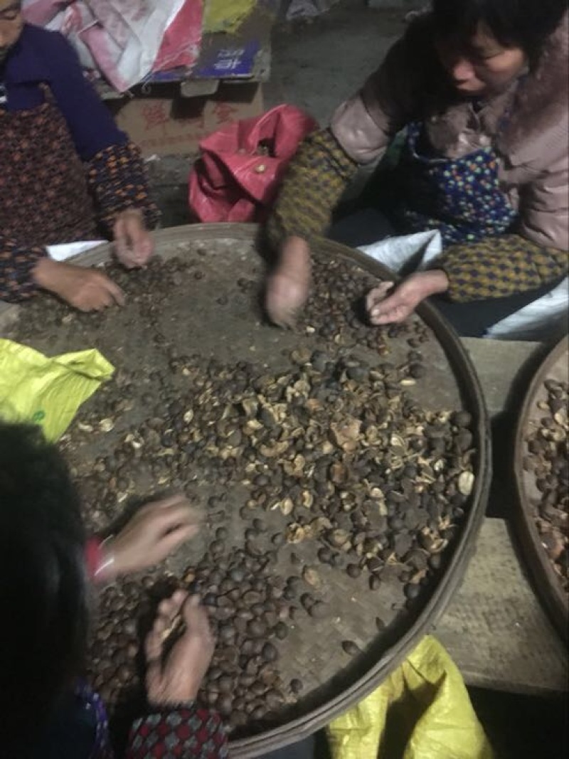 精选优质茶树油，自产自销，欢迎全国各地老板咨询量大从优