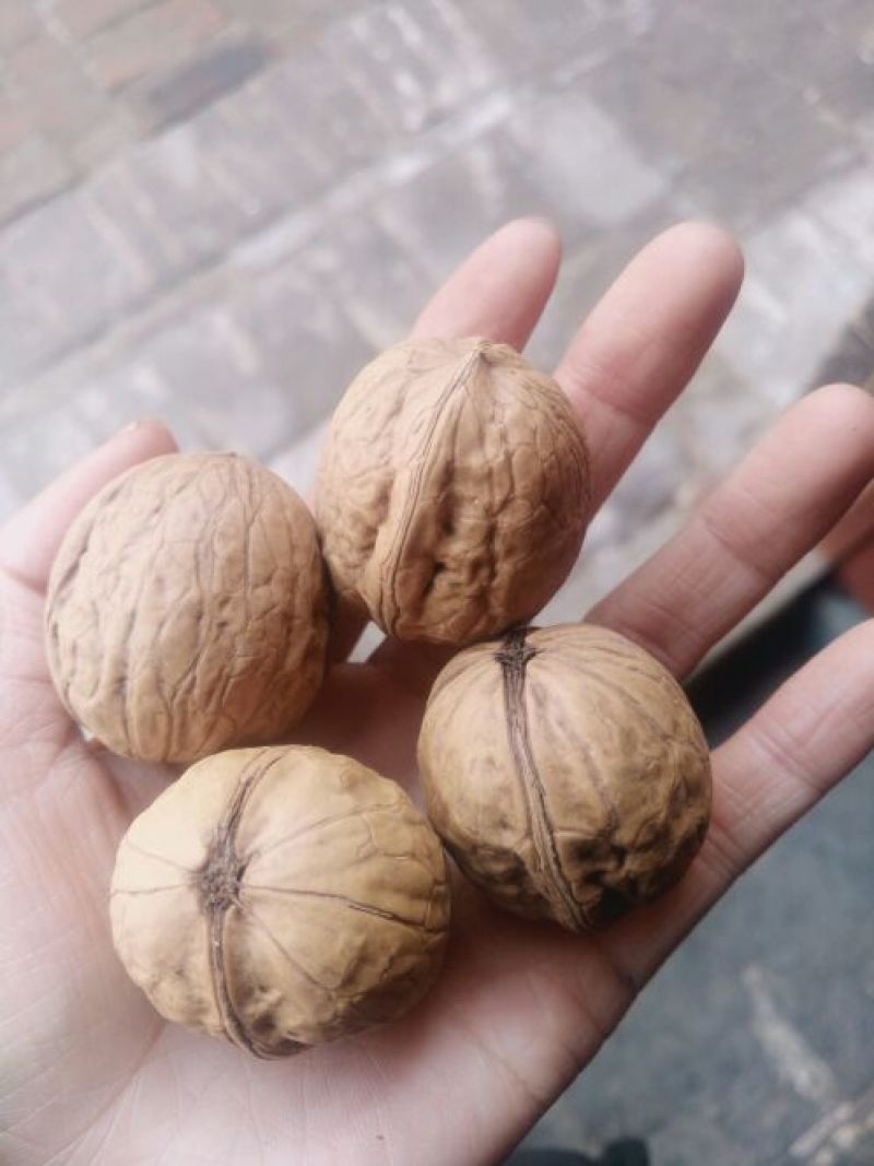 香玲核桃25mm以下去皮干