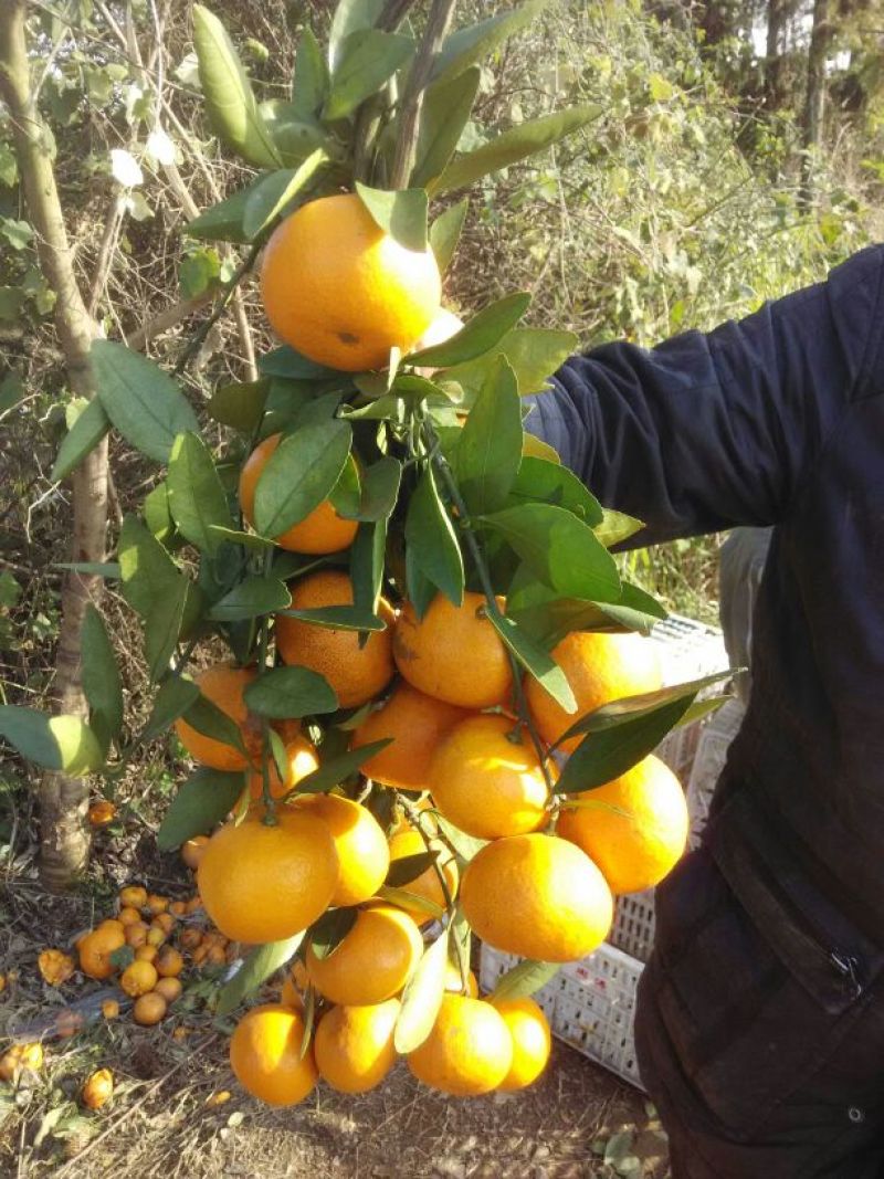 椪柑芦柑湖北黄冈蕲春大别山区通货