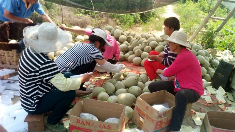 网纹瓜2斤以上椭圆形