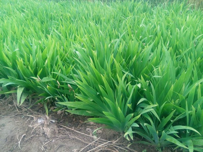 黄花鸢尾