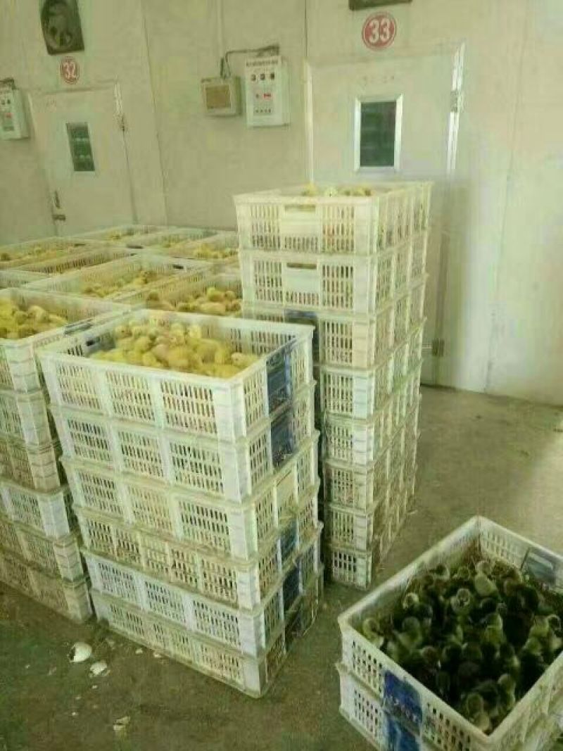 三花鹅苗250g以上