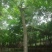 蓝花楹2~3m5一30cm