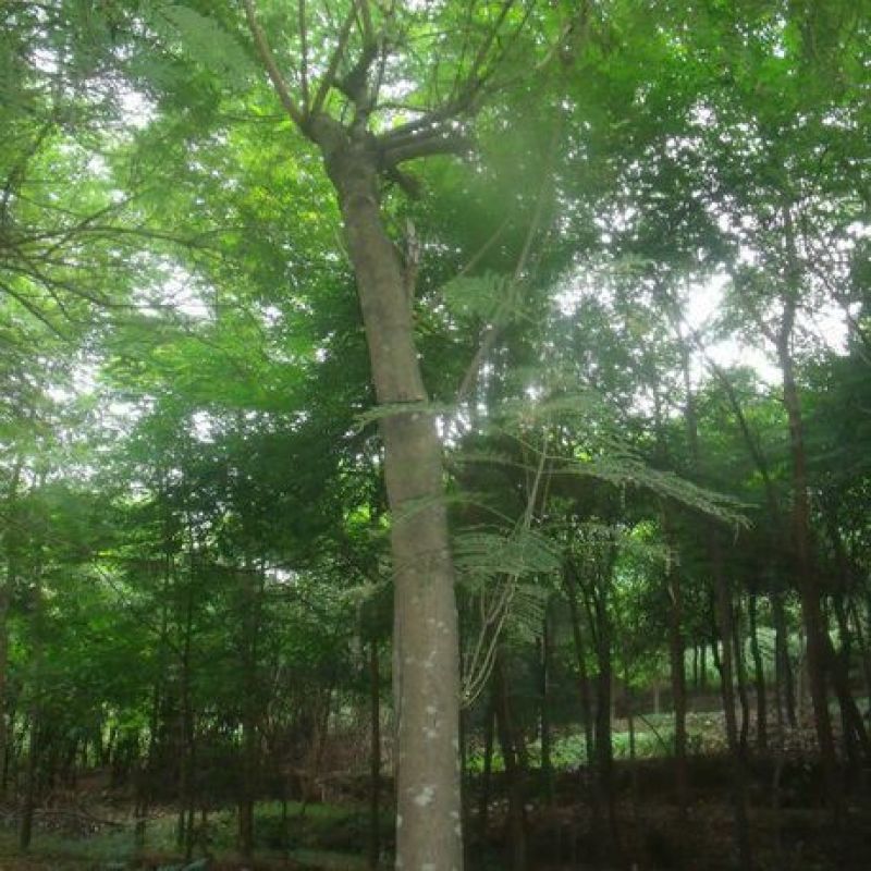 蓝花楹2~3m5一30cm