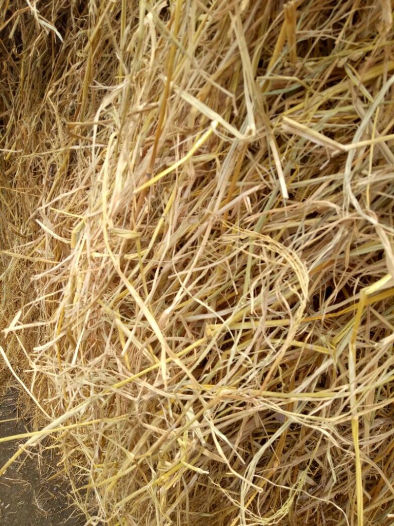 稻草60公分以下