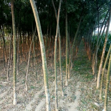 国槐6~8cm6~8cm1~2米