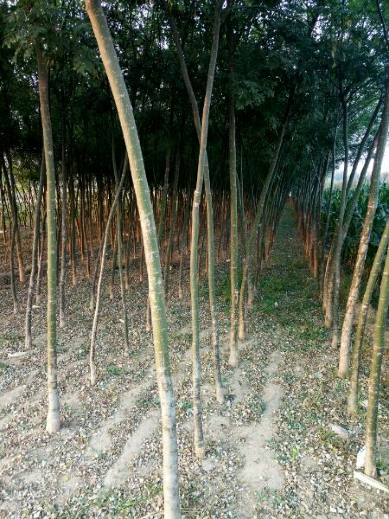 国槐6~8cm6~8cm1~2米