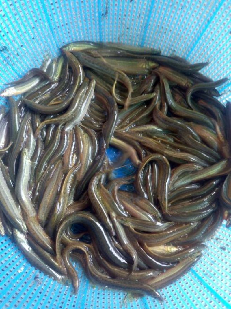 泥鳅苗可钓鱼用