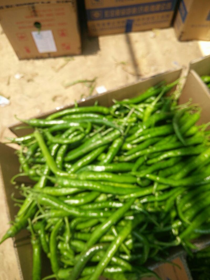 精品线椒10~15厘米青质量保证，全国代发！