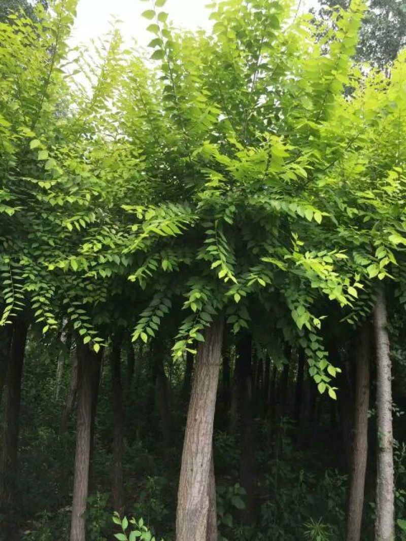 金叶榆6~8cm4~6cm2.5~3m