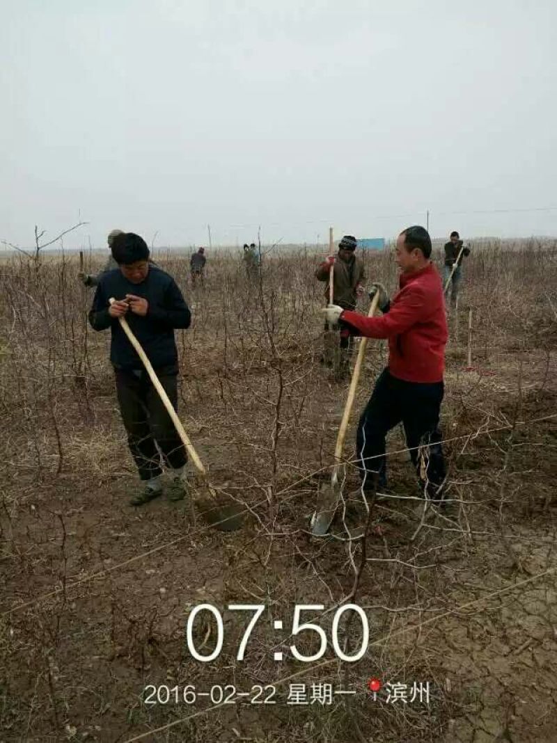 冬枣树苗