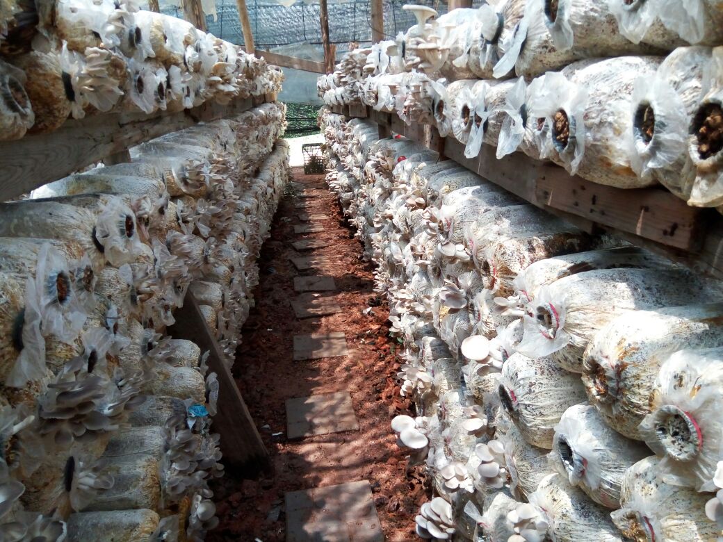 四川遂宁市大英县鲜秀珍菇 一级批发_天达食用菌有限公司供应_一亩田农业网