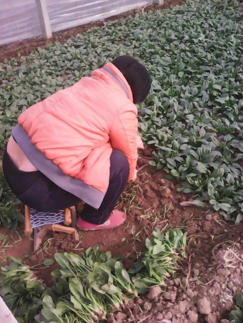 大叶菠菜