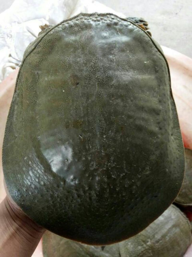 湖南生态老鳖生态甲鱼