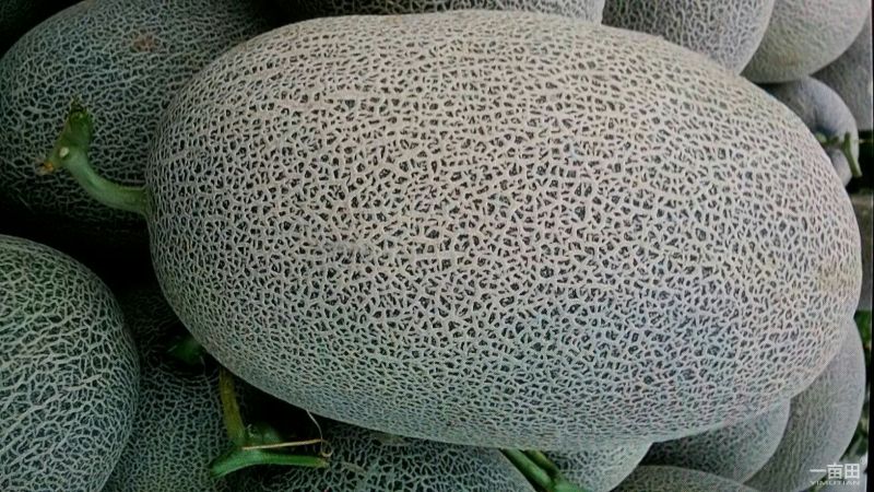 西州蜜瓜3斤以上长圆形