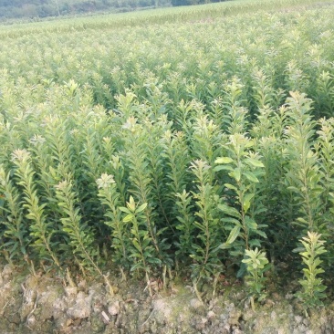 杨梅树30~50cm