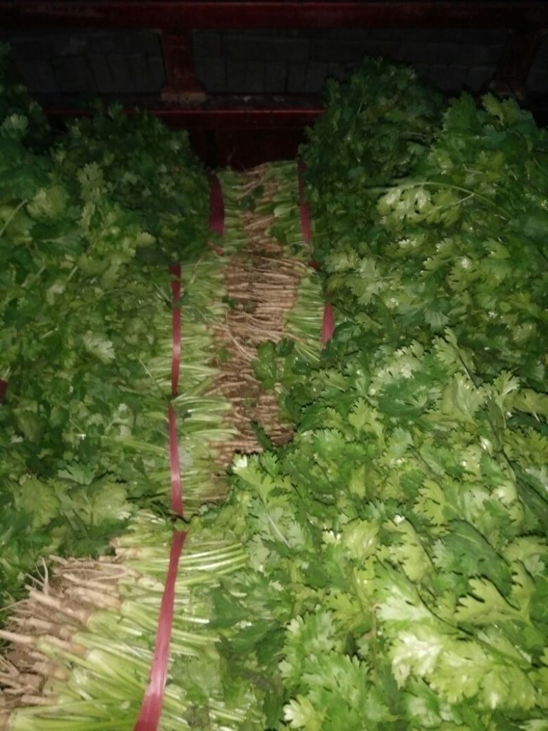 大叶香菜10~15厘米以上