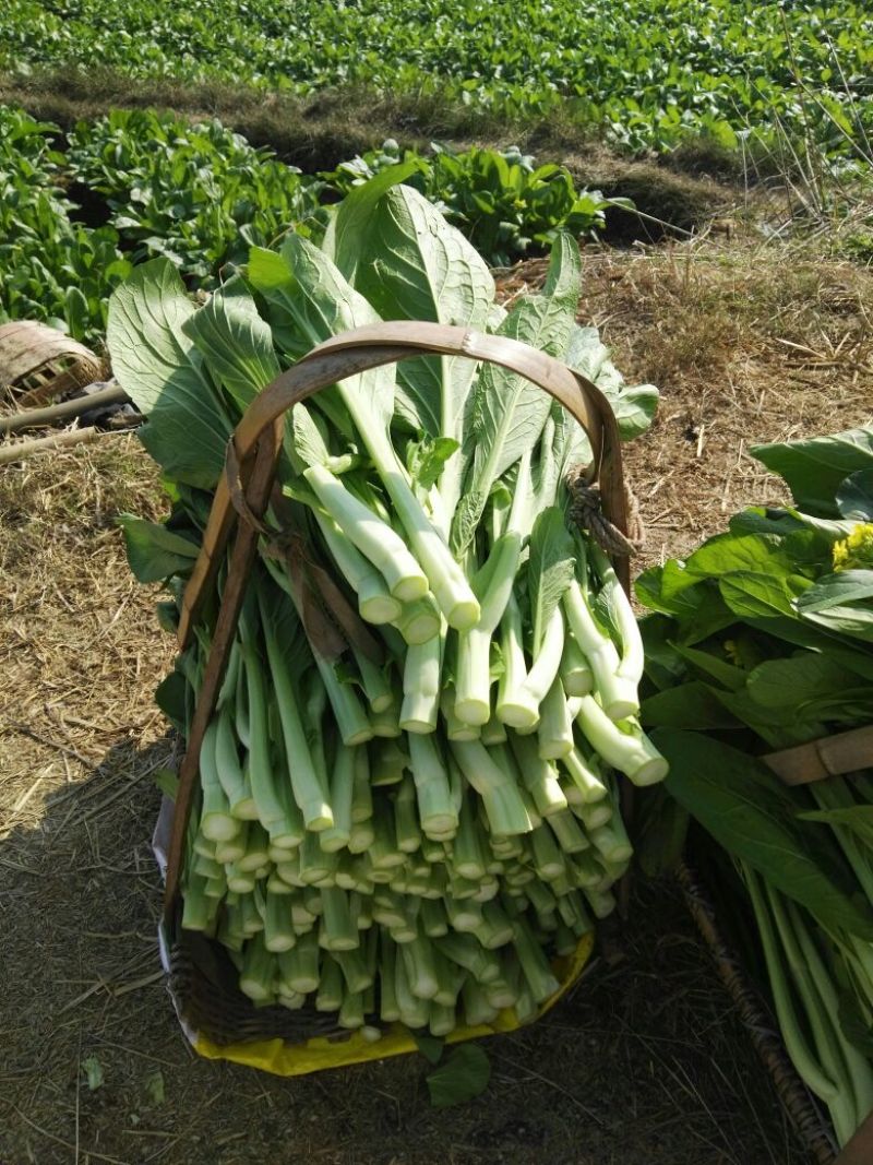 菜苔