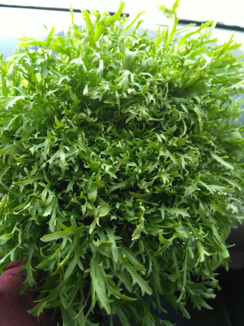 苦菊12~15cm，黄心菊花苦菊
