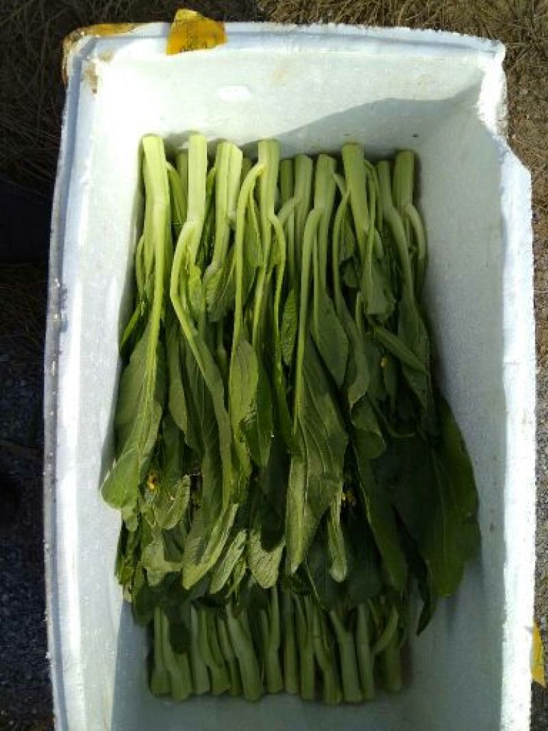 菜苔