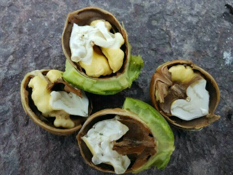 青皮核桃青皮品种优良