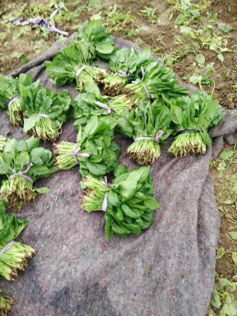 大叶菠菜15~20厘米