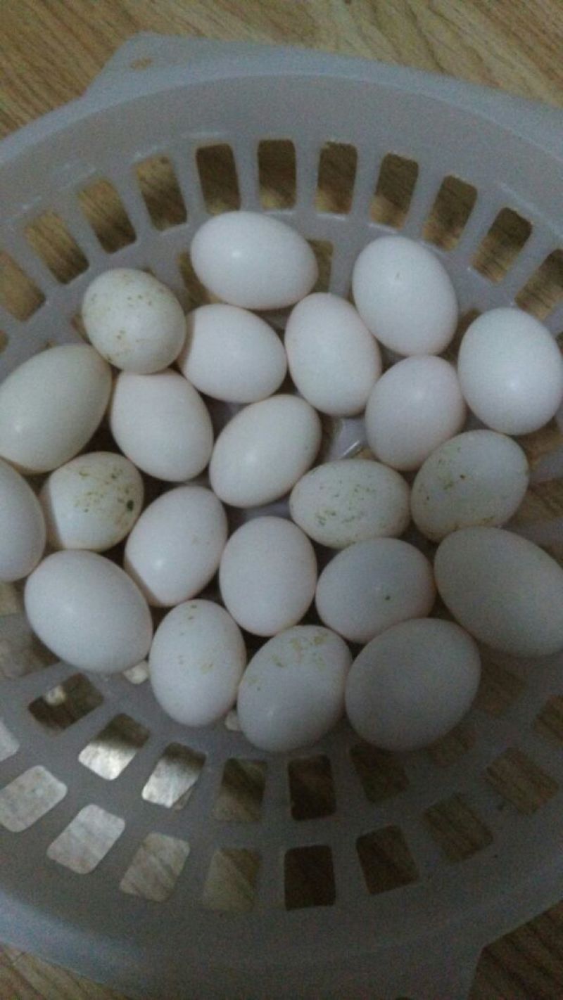 鸽子蛋食用