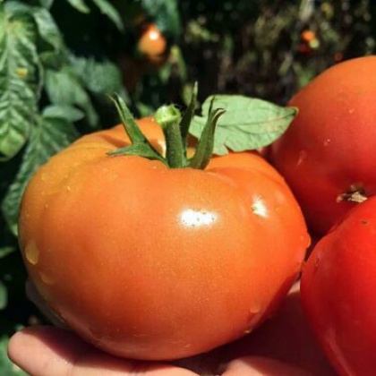 湖北宜昌市长阳县西红柿 大红 弧三以上批发_