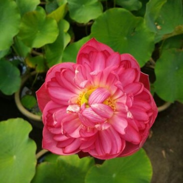 荷花40~50cm