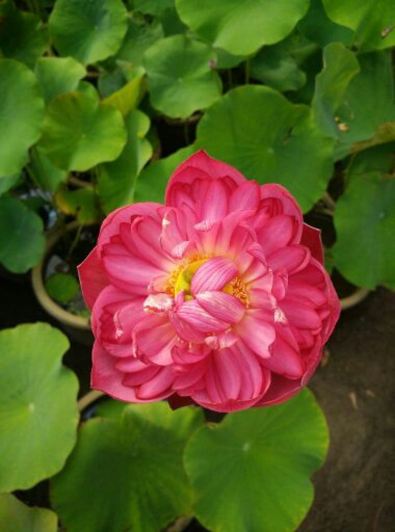 荷花40~50cm
