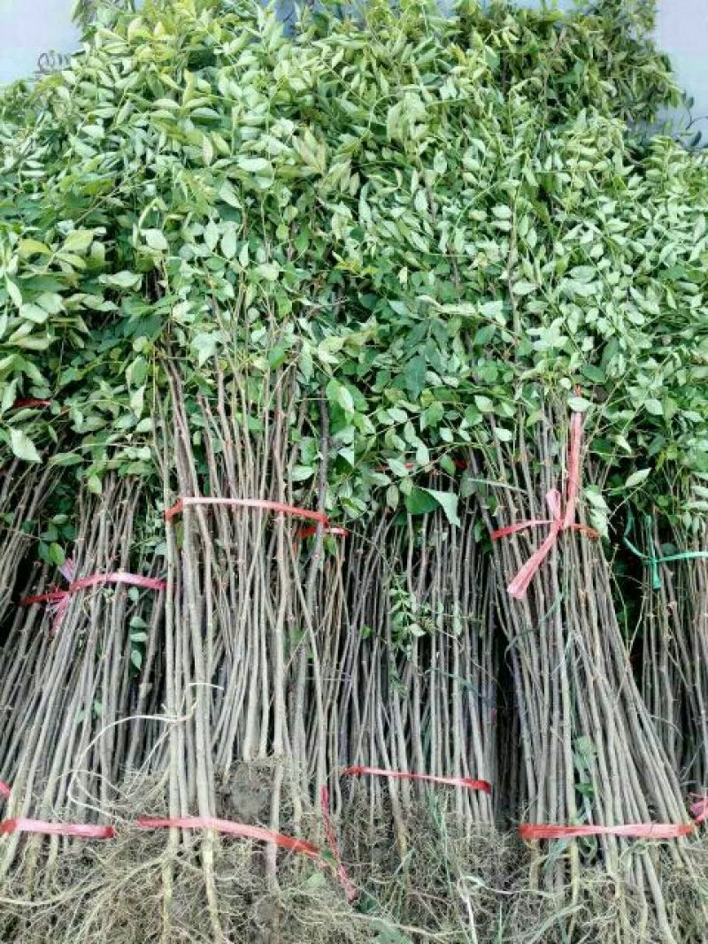 花椒苗大红袍花椒苗无刺花椒苗品种纯1-2年苗