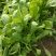 越冬菠菜15~20厘米