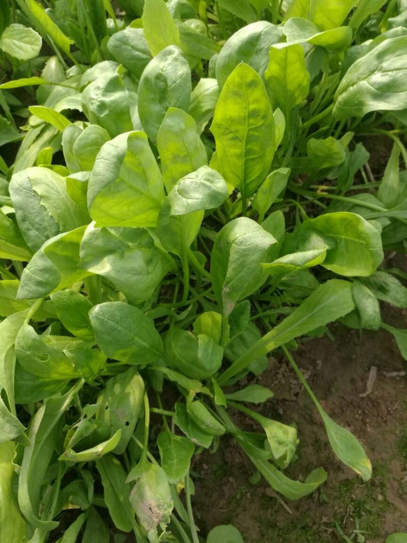 越冬菠菜15~20厘米
