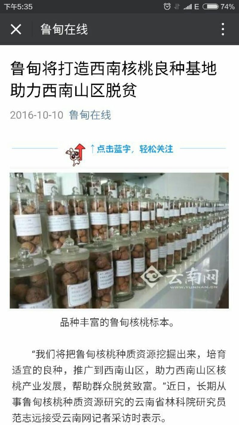山核桃30mm以上去皮干