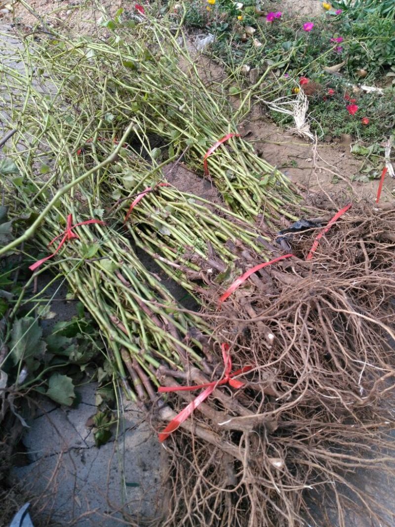 葡萄苗1年50~80cm