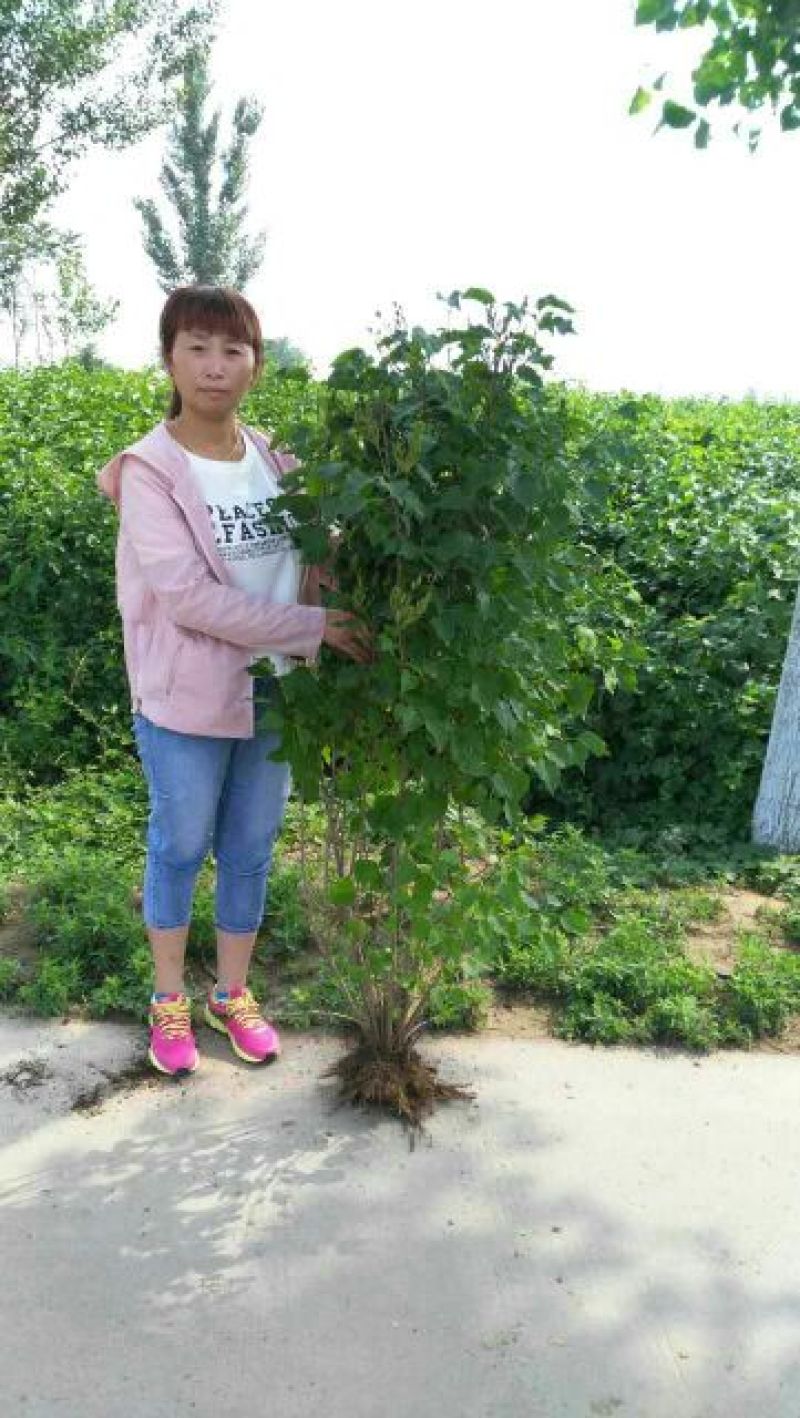 丛生丁香8~10cm4~6cm1.5~2米