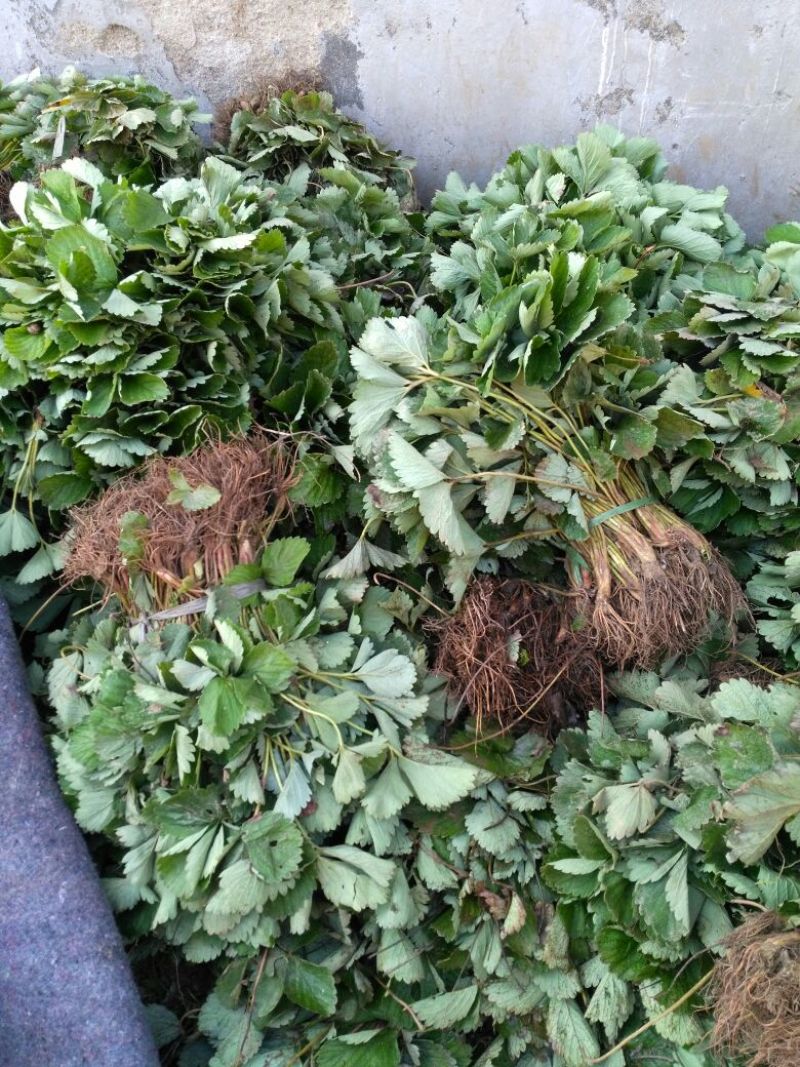 花椒苗品质保证成活率高