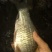 方正银鲫食用
