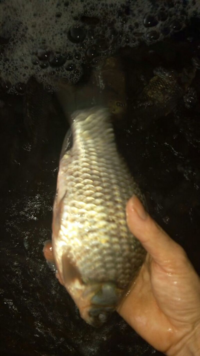 方正银鲫食用