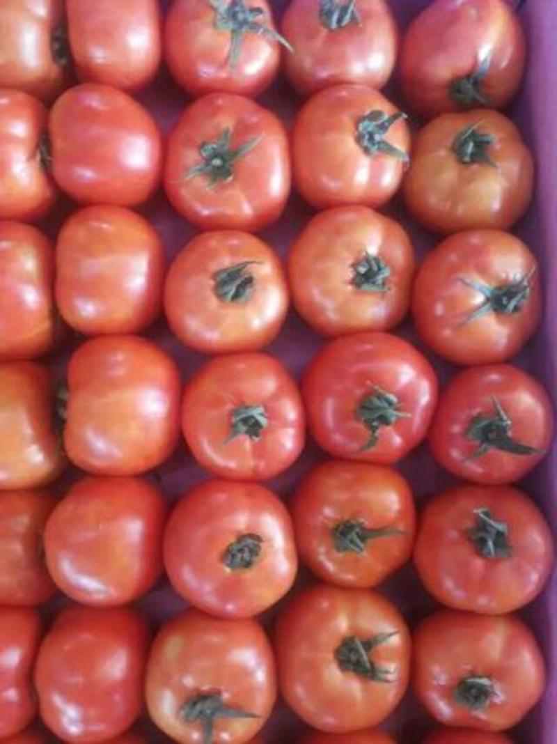 以色列西红柿