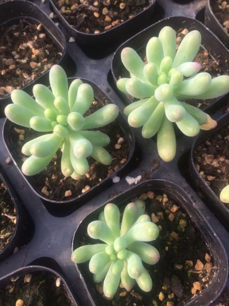 多肉植物