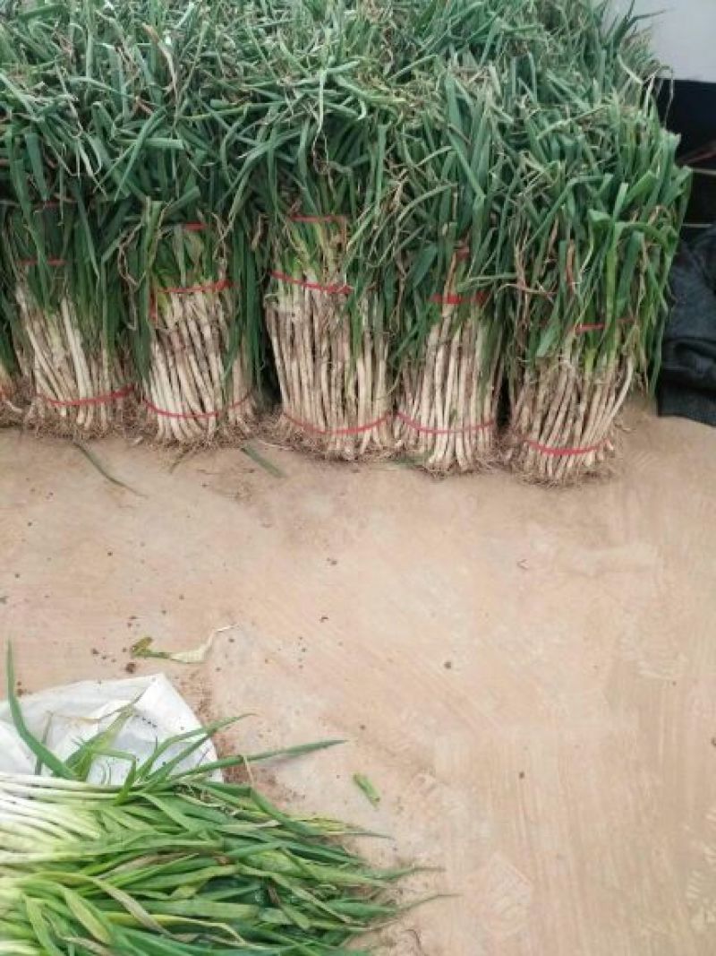 长白大葱30~40cm毛葱2cm左右