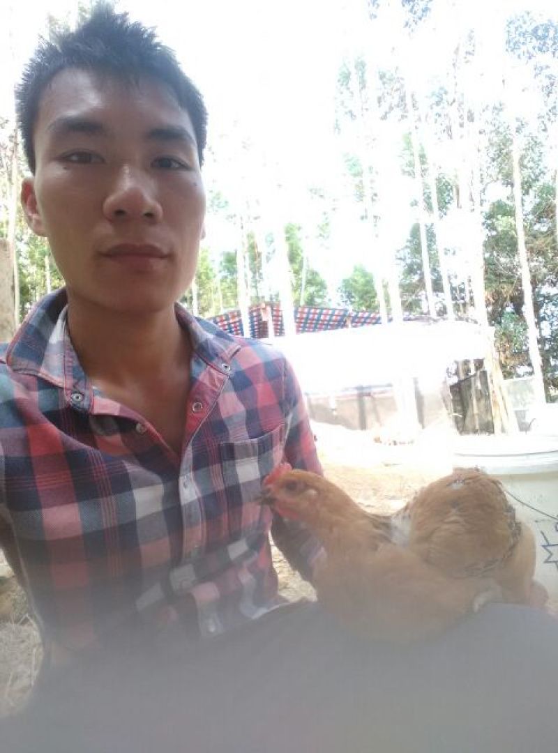 脱温鸡500克以上脱温苗