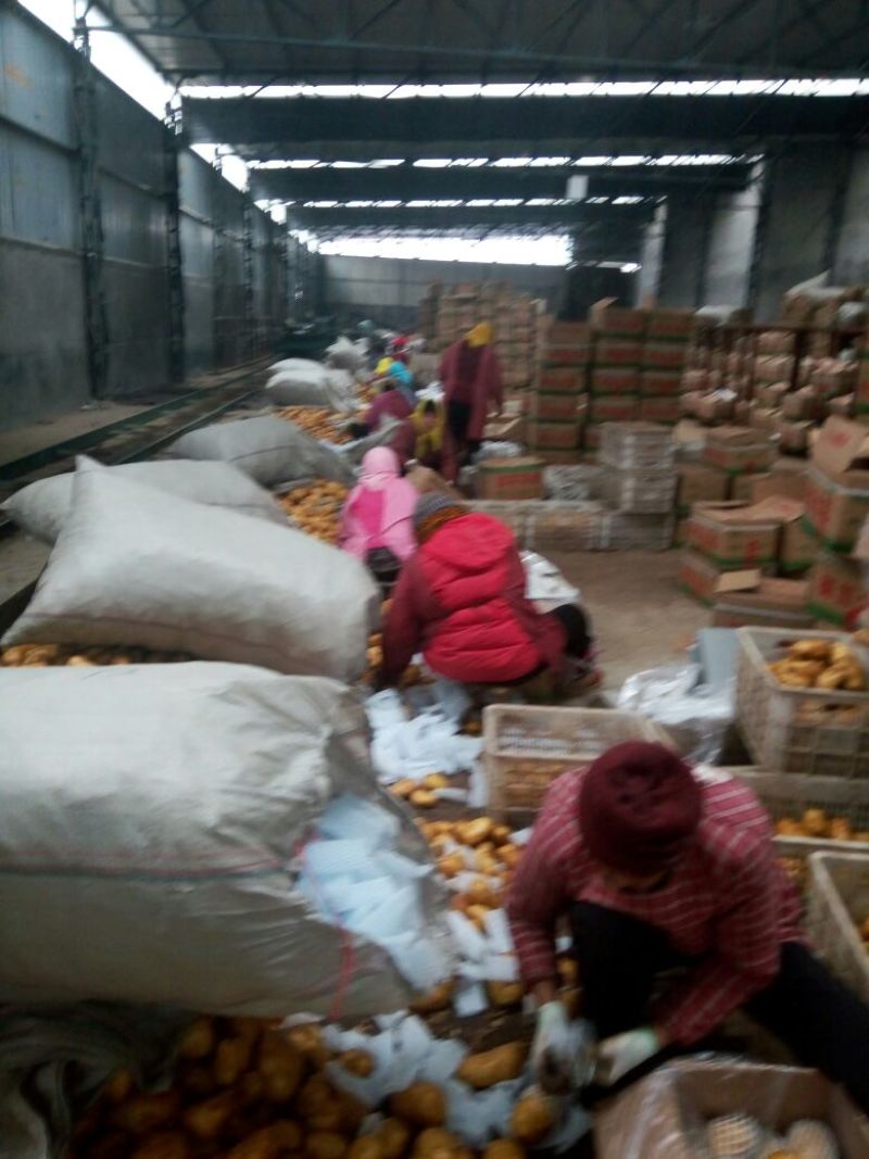山东荷兰十五土豆产地产地货源一手货物全国发货